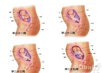 孕6个月胎儿多大，揭秘孕期第六个月的奇妙变化