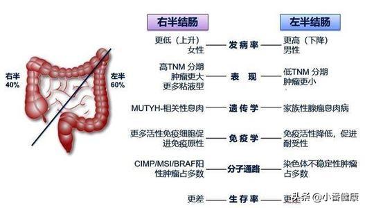 结肠术后一个月饮食，科学调理与营养支持