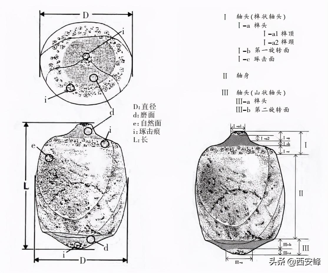 澳门与广东省轴承有限公司，历史、现状与未来展望