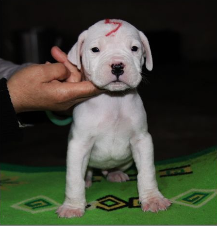 杜高幼犬，选择最佳月龄的指南