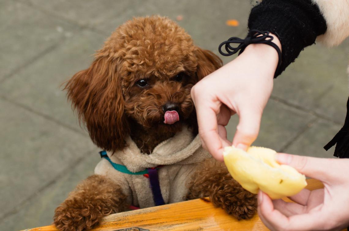 泰迪犬的喂养指南，2个月大的泰迪一顿该吃多少狗粮？