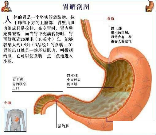 澳门与广东省医学解剖机构的深度探索