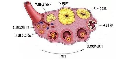 一个月有多少卵泡，探索女性生殖奥秘